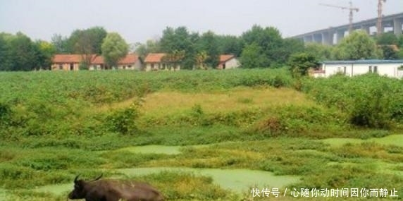  移动|武汉一座会“漂移”的岛, 每年移动110米