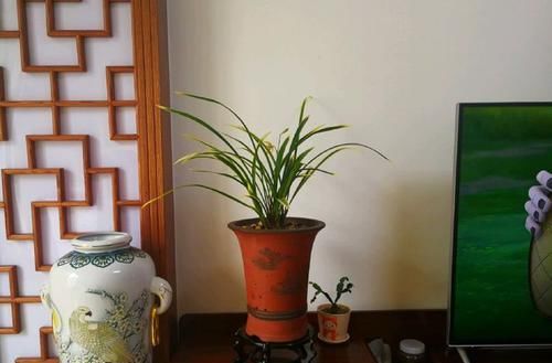 「试试」喜欢玫瑰,就试试“精品”结绿珍,开花碧洁如玉,比菊花更美