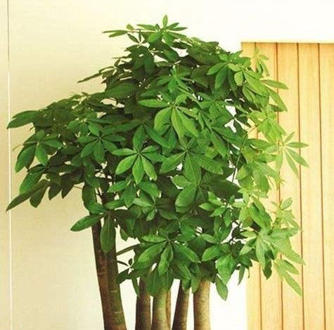  「开花结果」你见过“发财树”开花结果吗？想要开花结果，掌握这两点就够了！