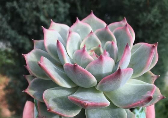  『肉界』多肉界的吉娃娃，一浇水就变成大饼脸，真是气死了