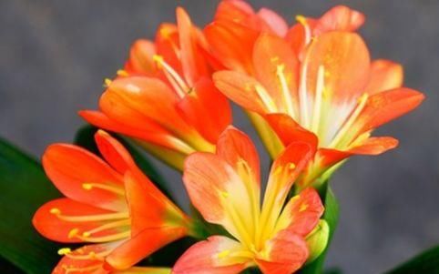  『养花』喜欢养花，阳台就养这四款，娇小玲珑，风姿卓绝，年年爆盆