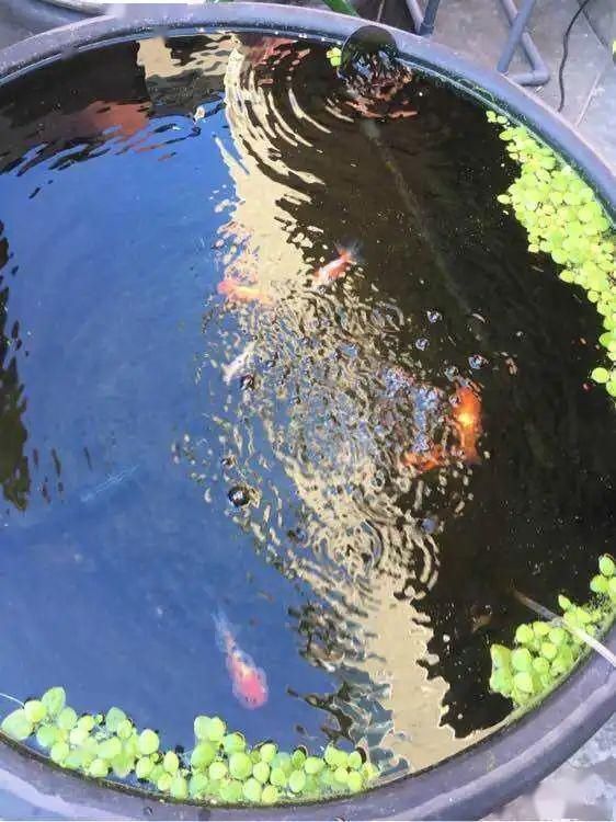  鱼缸■五一小长假外出不在家？这份假期养鱼攻略送你…