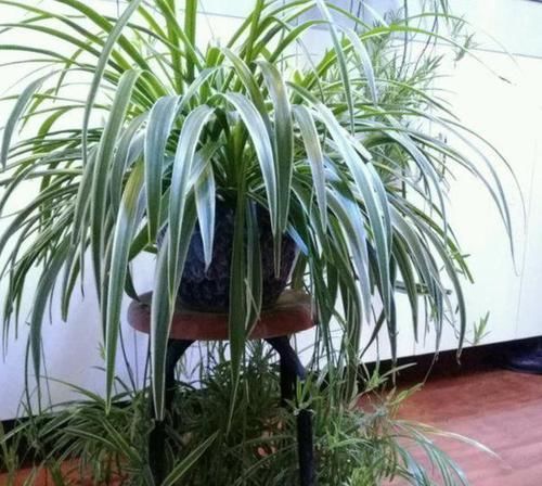  『呼呼』此种植物常见黄叶干尖，浇上一种水，匍匐茎蹭蹭长，呼呼变成瀑布