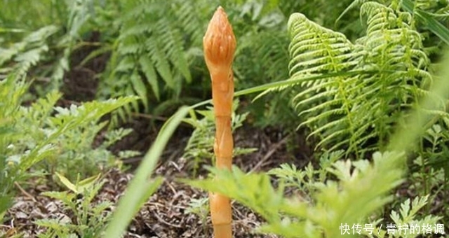  「偶遇」此物1200元一斤，山里偶遇，请保护好，切勿采挖