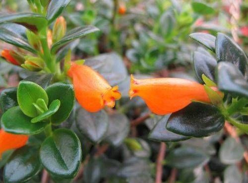 「要及时」花开似金鱼,这样养护让你花开如“鱼塘”