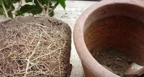  「油绿」养发财树，跟着学正确的浇水方法，叶子常年油绿，还不烂根