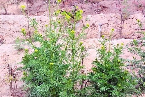 麦地这野草，农民看到就犯愁，殊不知浑身是宝，营养不输荠菜