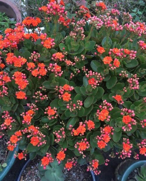  #图片作者#长寿开花不过瘾，学会1招，花苞多的能盖叶！