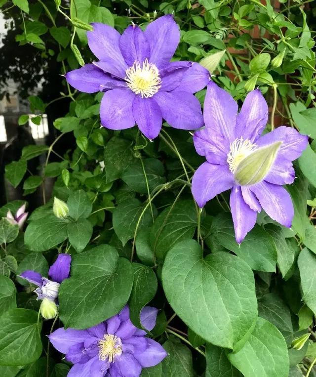  #图片作者#有一颗爱花的心，就算只有个封闭小阳台，也能养出一片花海！
