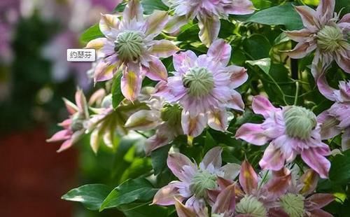  「只养」奶奶的小院子，只养“1种花”，开花之后满院香，街坊朋友来围观