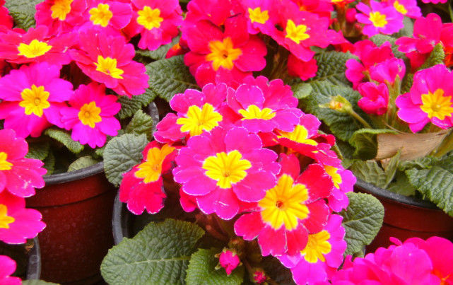  【低矮】新型室内盆栽花，植株低矮花量大，栽培容易花期长！