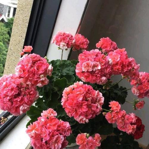  #枝条#天竺葵养好了，也能开，4点养护小知识，把阳台开成花园