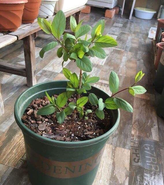  小苗：路边一棵不起眼的“小苗”，种盆里长成盆景，开花一大片，可香了