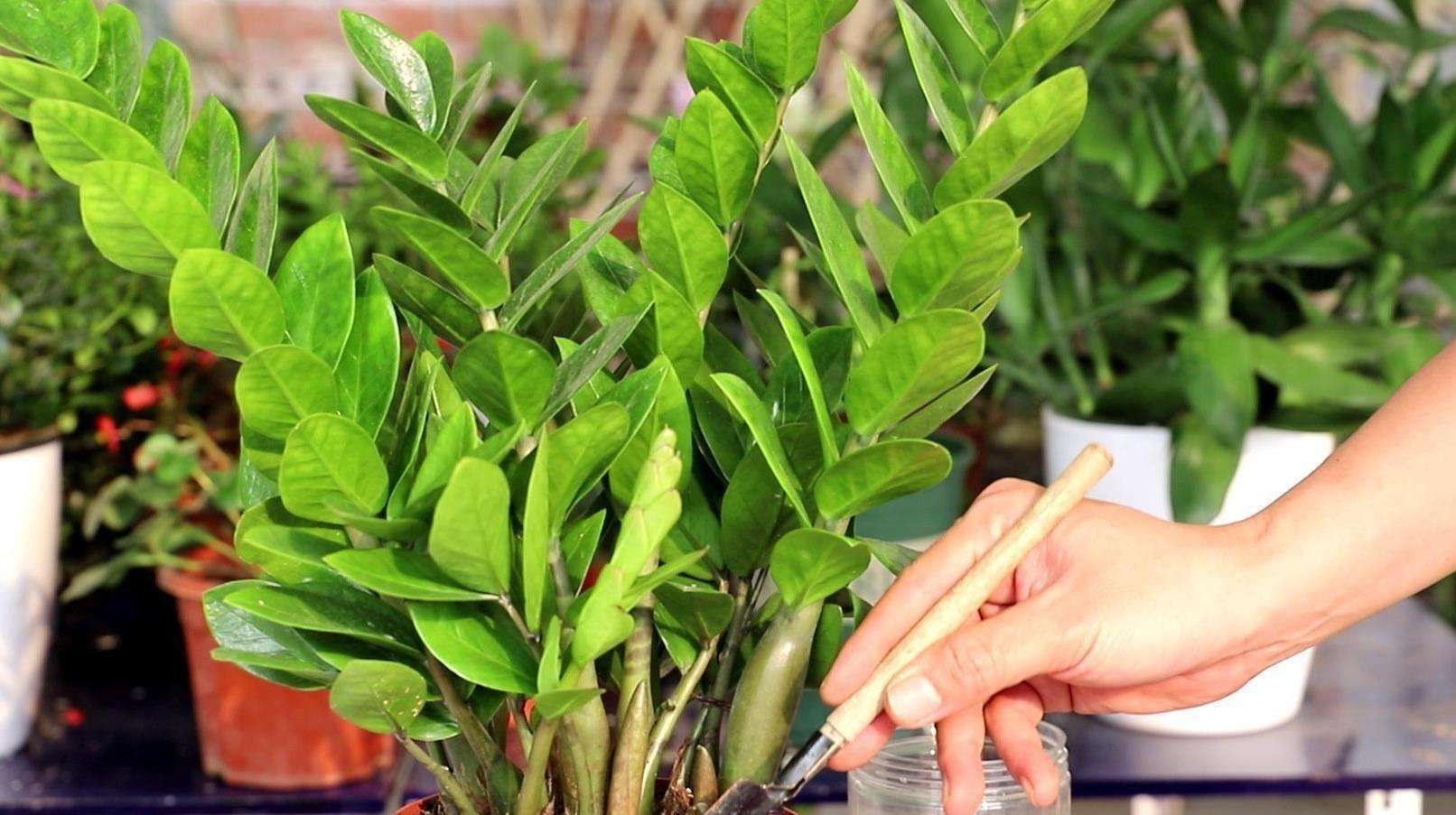  「浇错」5种花就怕乱浇水,浇错了不是黄叶就是烂根,更别指望开花了!