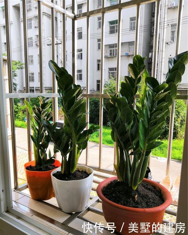 养殖|“金钱树”能开花?坚持这3点,不出3年你也行