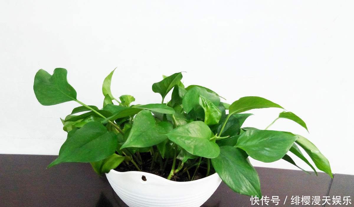 「绿萝」绿萝水养好还是土养好养殖要注意这些,不然冬天极易变蔫