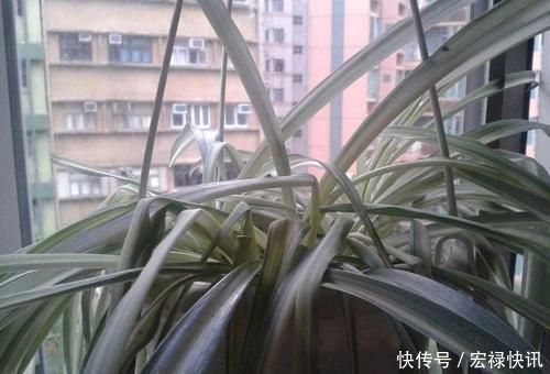 「空气湿度」吊兰叶子干尖要如何处理,为啥会出现这种状况