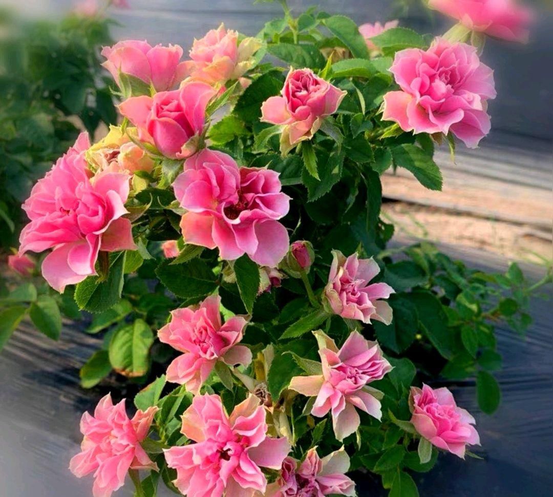  『花形』此花有着优美的花形，宛如开在风中的莲花