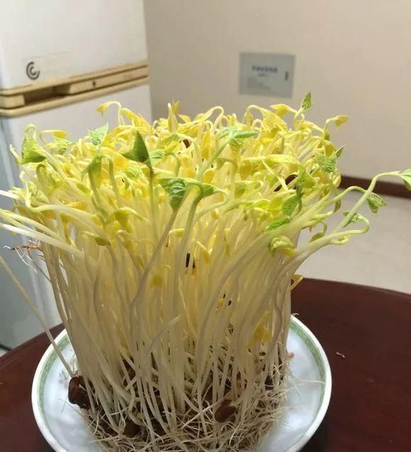 蔬菜:这4种菜在家就能种,不晒太阳也能长好,厨房最适合
