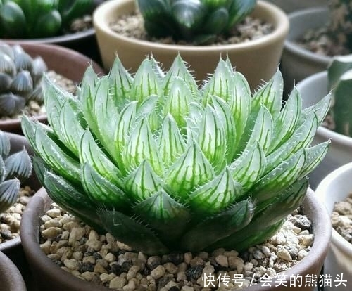  难养■多肉玉露叶片干瘪就是死了，我信了你个鬼，玉露养好难养死更难
