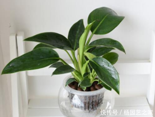  『绿藻』水培花卉养护窍门，这4步很关键，不见绿藻不怕烂，观赏价值翻番