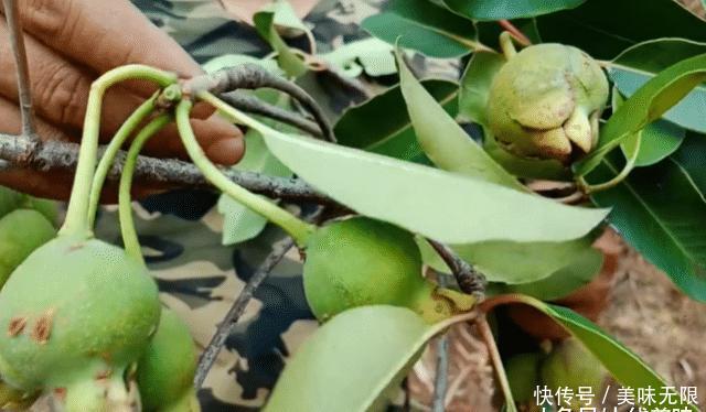  「小优」它长得像石榴，在野外很常见，如今是一种珍贵的药材，