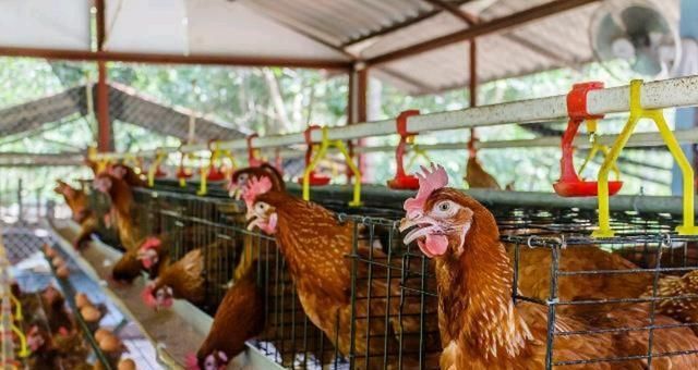  『劳症的发生』蛋鸡养殖过程中，笼养鸡产蛋疲劳症是怎么发生的，如何防治该病