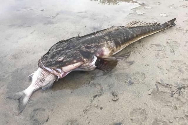 巨型鲬鱼(牛尾鱼)狼吞大欧鳊被活活噎死