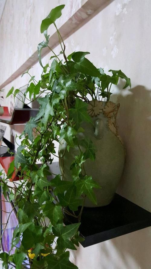 #新居#装修新居有甲醛?摆放几盆绿植,来个“花”样杀毒!安全住新房