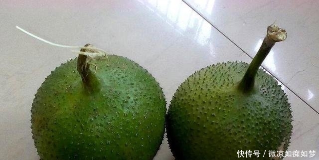 「营养」这植物叫“木鳖子”,种子有毒但果肉营养丰富,可惜越来越少见了!