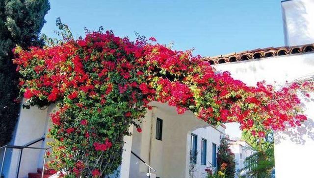  #花卉#此花一开就是上千朵，被誉为最美爬藤花卉，不吃肉！也要种上一盆