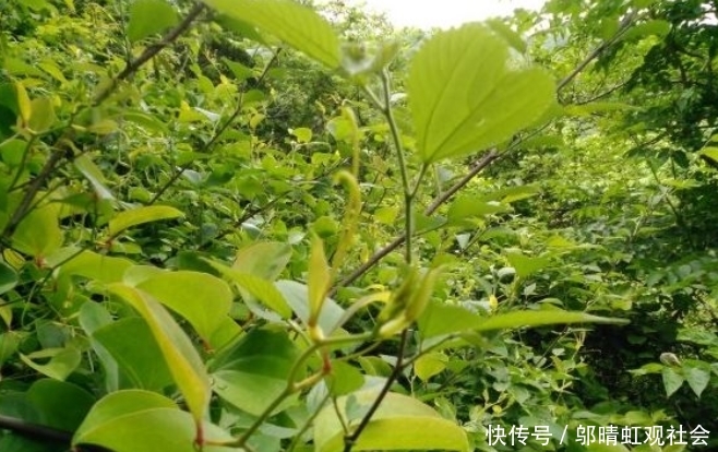  「药用价值」农村有一种植物，价值珍贵，但没人敢买，殊不知药