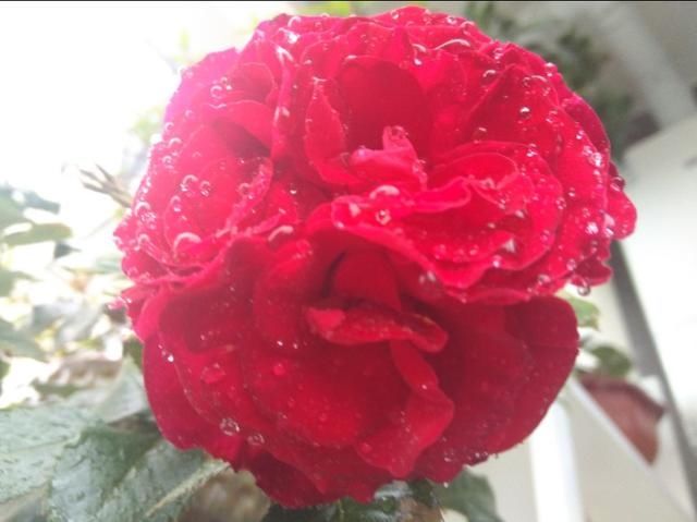  『飞花』花开花谢花飞花满天