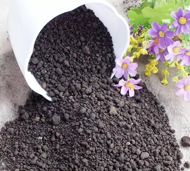  『植物』农村养花就是好，随手捡点肥，撒在花盆里，啥花都能养爆盆