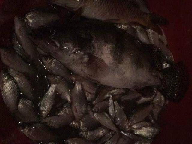  「没想到」夜钓鲫鱼，没想到碰到了一条大家伙，这条大鳜鱼的力气可真不小
