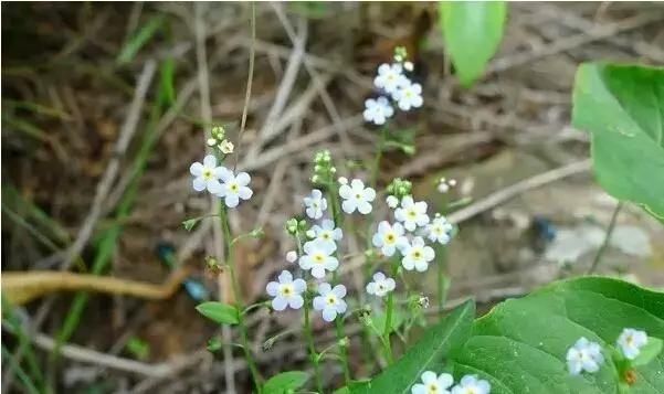  「别称」30种 ·野草的美，你认识几个？
