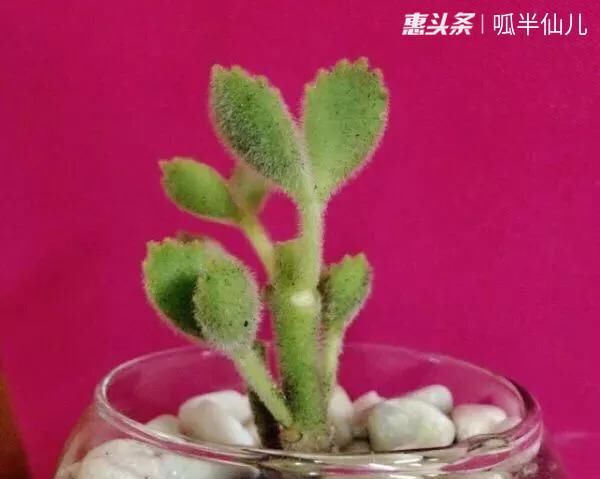 『白菜』多肉断水12天,绿白菜秒变红舞娘,想要上色就得...