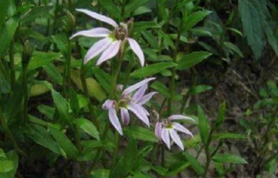 「植物」这植物的花只开一半,过去被当害草如今可以用来解蛇毒,药效极高