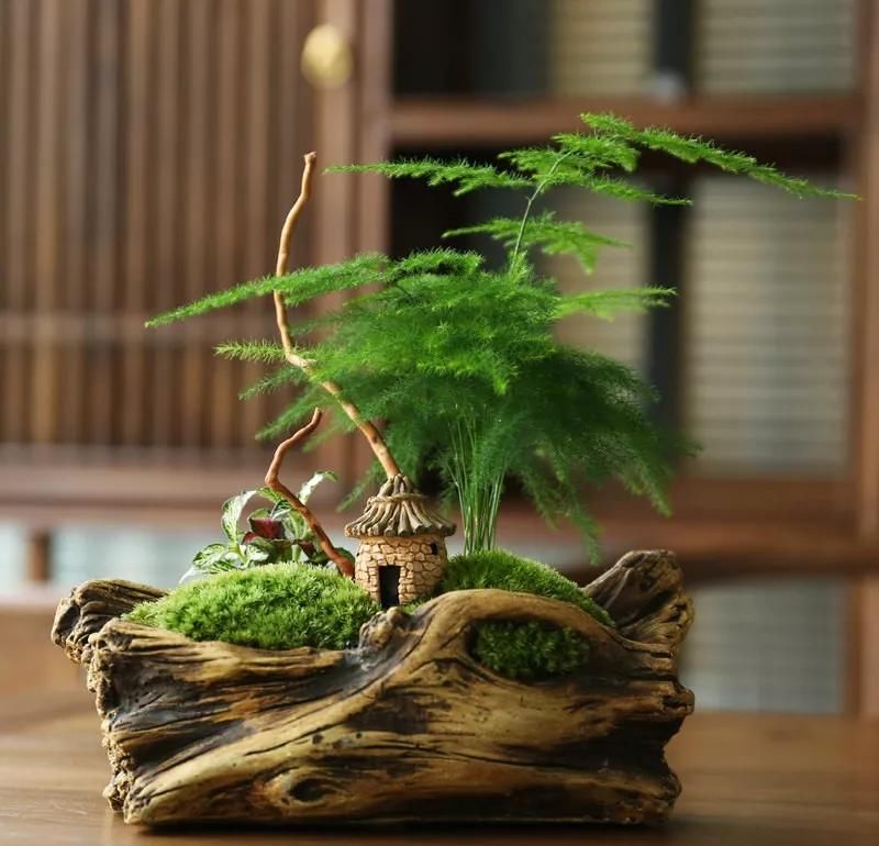  「芦笋的叶子」养文竹，泡点“黄豆水”，每周浇一浇，文竹长成竹林，了解了解吧