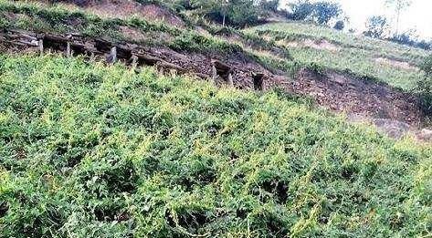  毛钱@跌下神坛的农产品，曾卖到2块钱一斤，如今几毛钱一斤没人