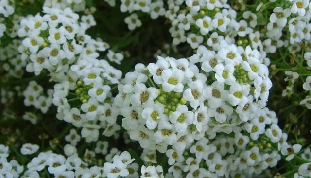  夏季：养花就养此3种，一年四季开花不断，夏季也能赏花，很适合新手
