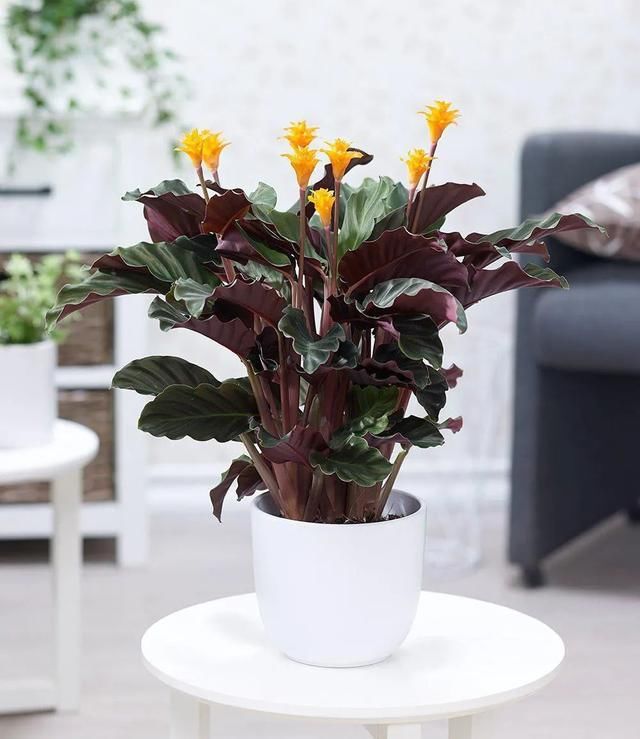  观叶：都把观赏竹芋养成观叶植物，除了斑斓的叶子，它还能开可爱的小花