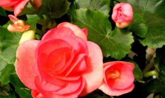  【想养】适合“新手”养的5种花，想养死都难，还都是常见的观花植物