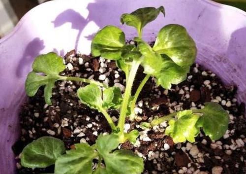  「此种」此种植物株型似芹菜、花开如玫瑰，好看又好养，盆栽需谨记3点