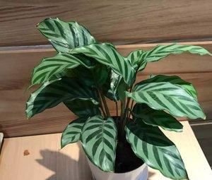  『光照』这5种花，光照越不好长得越旺，相反太阳一晒还枯叶，可好养了！