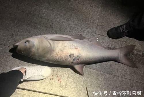  『男子』男子湘江“可视化锚鱼”，几十斤大鱼接连上岸，网友：能钓光湘江鱼