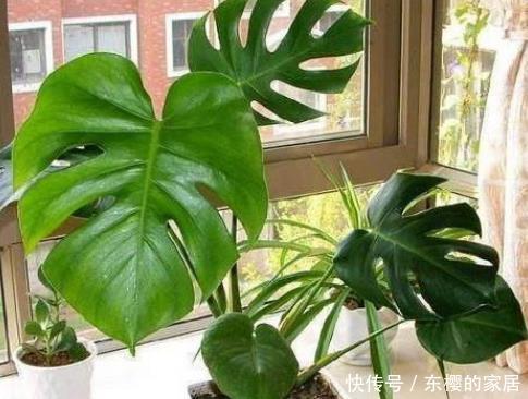 舒适:这3种绿植小白养最适合,好看还能净化空气,放在家里实用又舒适