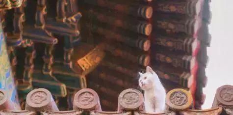 走！去故宫吸猫，181只皇家猫全都撸一遍