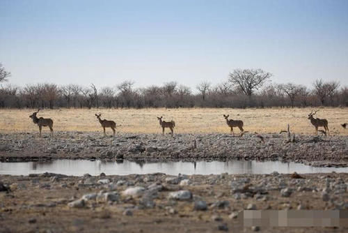 #人大#大量收购中国废弃轮胎，用途让人大感意外，非洲人真是聪