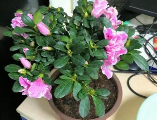  #枝条#在家养杜鹃花不容易成活？记住3点要求，花团锦簇、枝繁叶茂